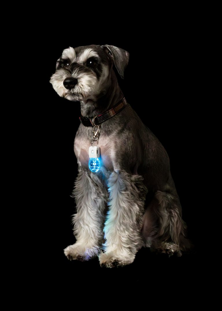 セーフディライト